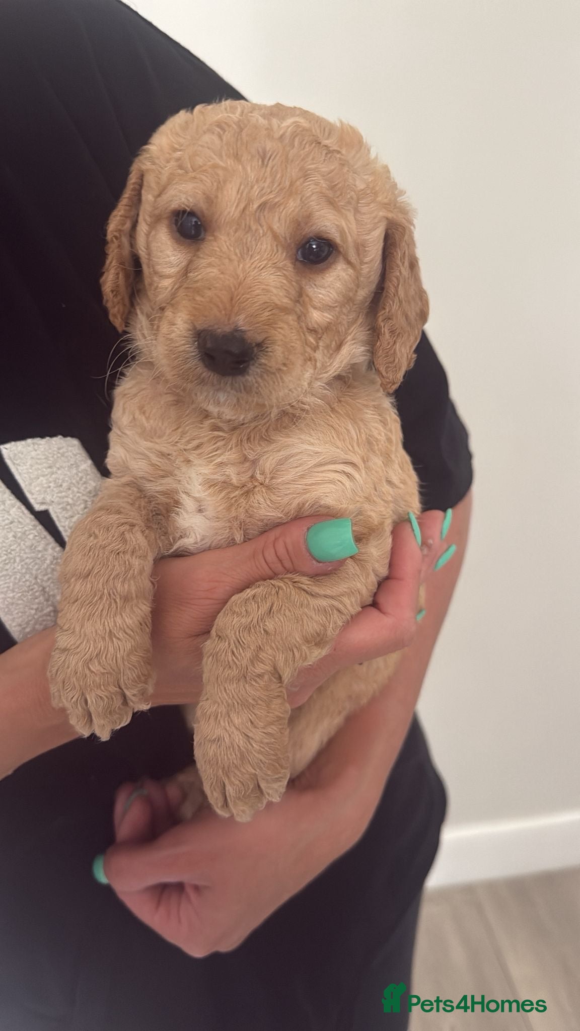 Labradoodle dogs 🐾 F1B Labradooles QUICK* 🐾   - Advert 2