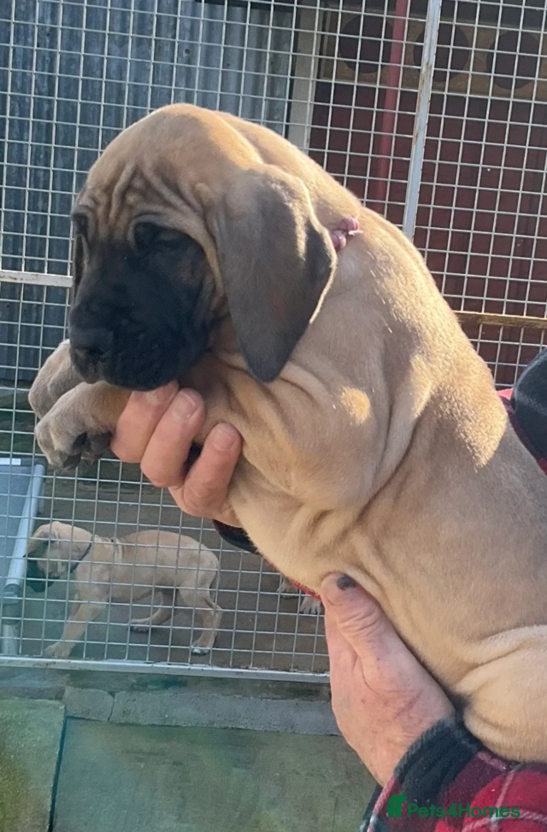 Great Dane dogs for sale: Primus Great Danes - Advert 2