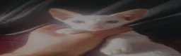 Siamese cats for sale: Siamese kittens - Advert 5
