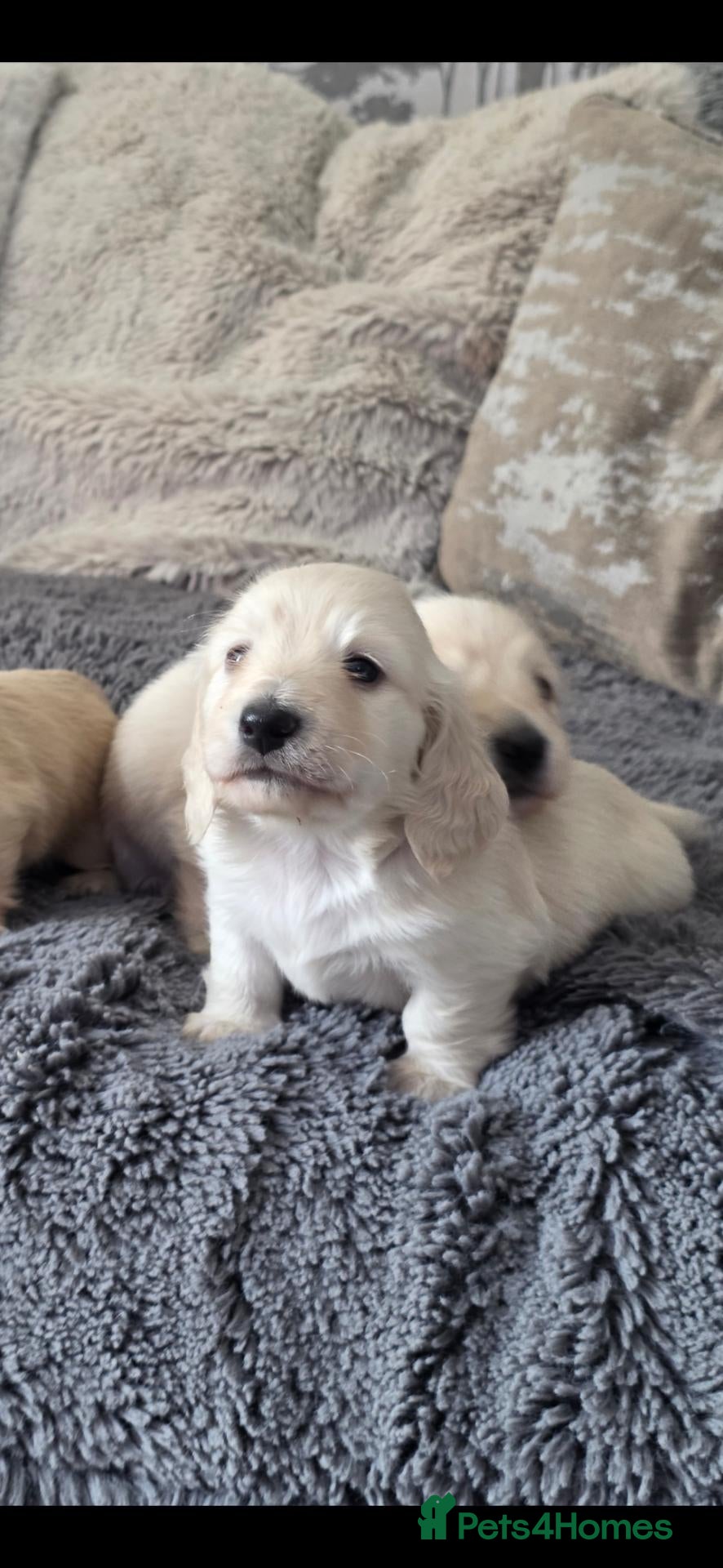 Miniature Dachshund dogs Clear cream miniature long-haired Dachshunds - Advert 1