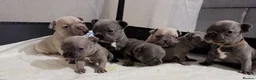 French Bulldog dogs for sale: Beautiful French Bulldog Puppies Available in Leicester - Advert 3
