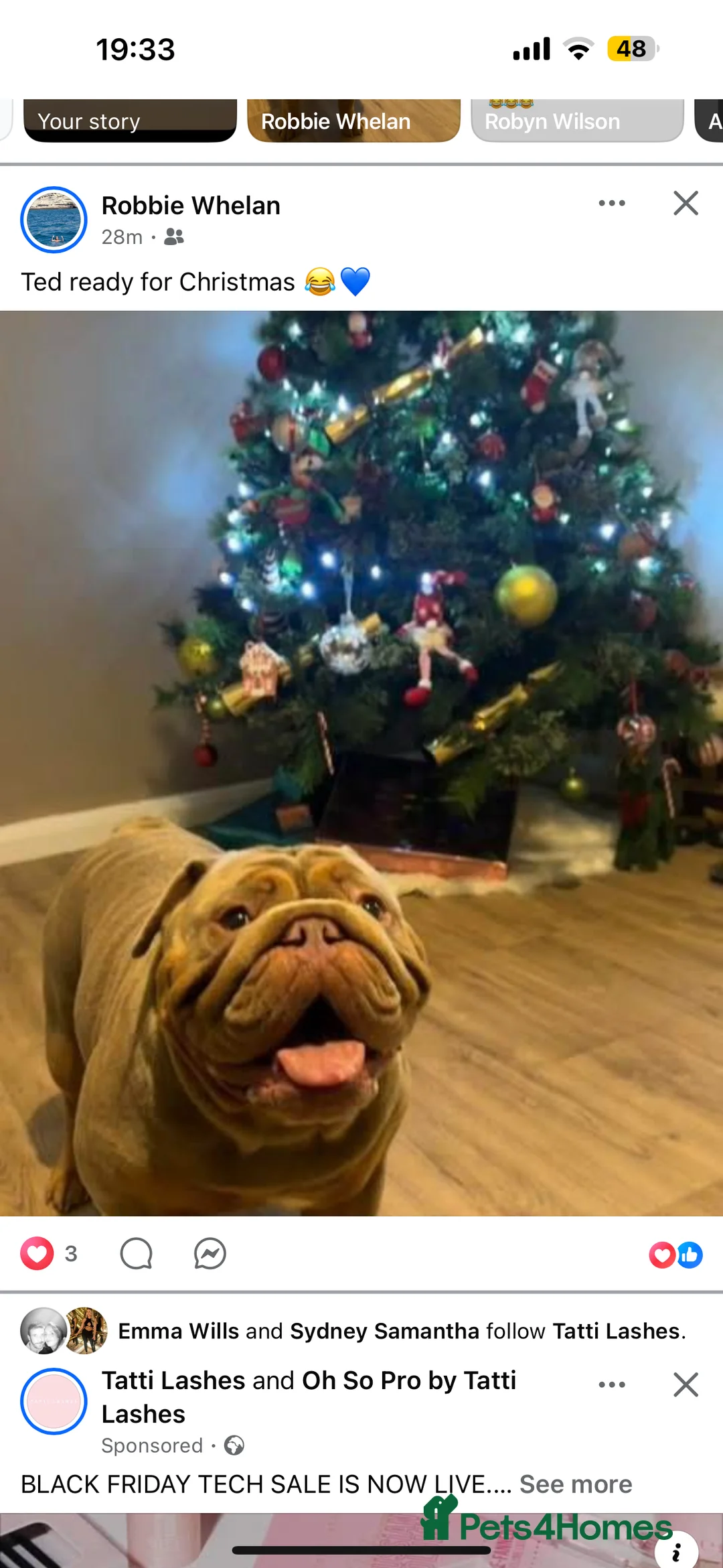 English Bulldog dogs for stud: English Bulldog (Stud) - Advert 5