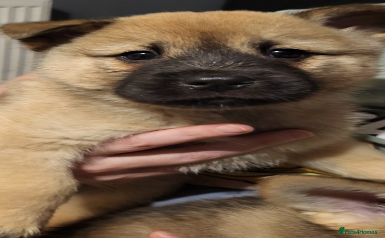 Mixed Breed dogs Akitachow cross husky  - Advert 1