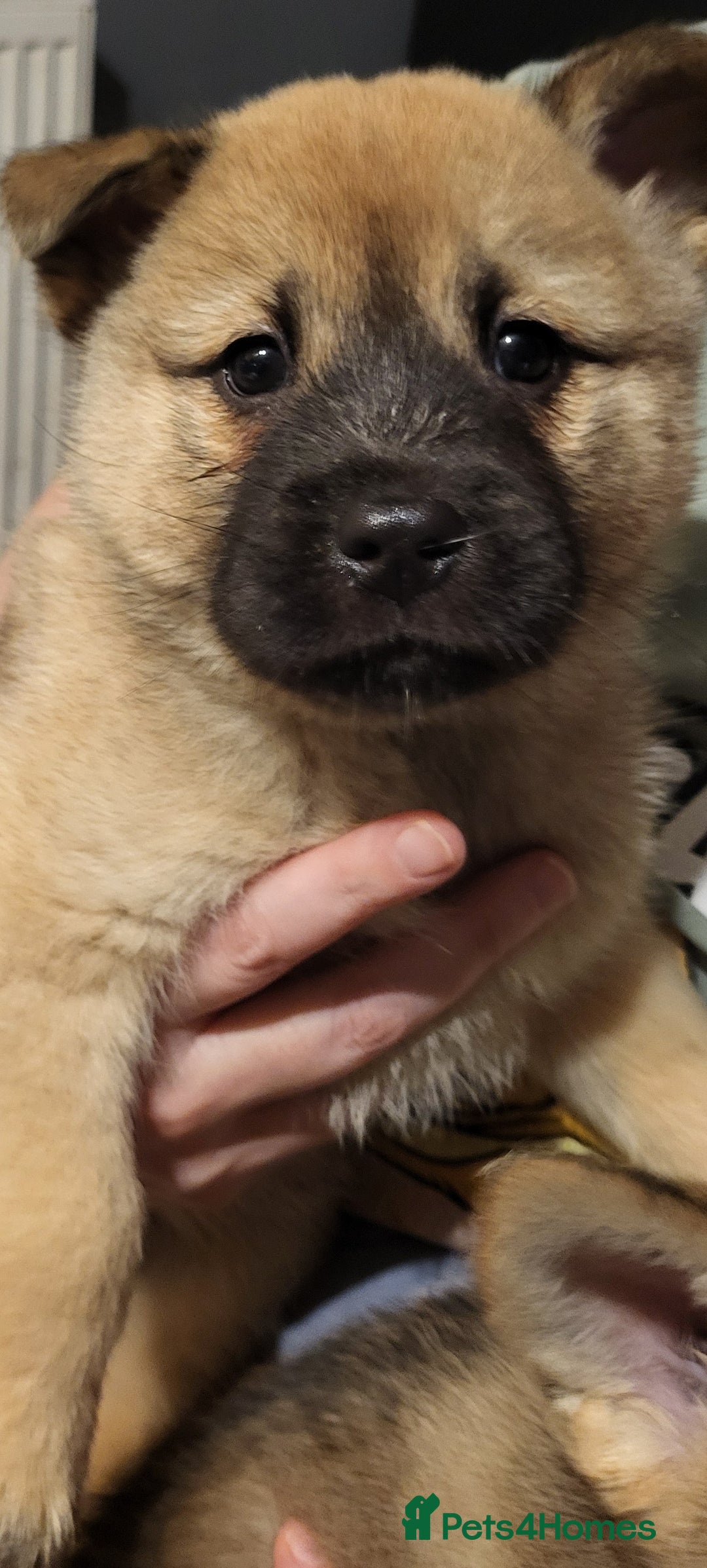 Mixed Breed dogs for sale: Akitachow cross husky  - Advert 1