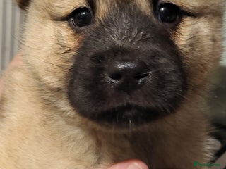 Mixed Breed dogs for sale: Akitachow cross husky - Advert 1