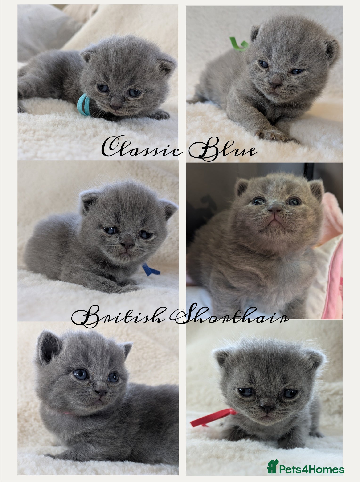 British Shorthair cats PUREBRED BRITISH SHORTHAIR KITTENS - Advert 1