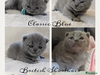 British Shorthair cats Purebred British Shorthair Kittens - Advert 5