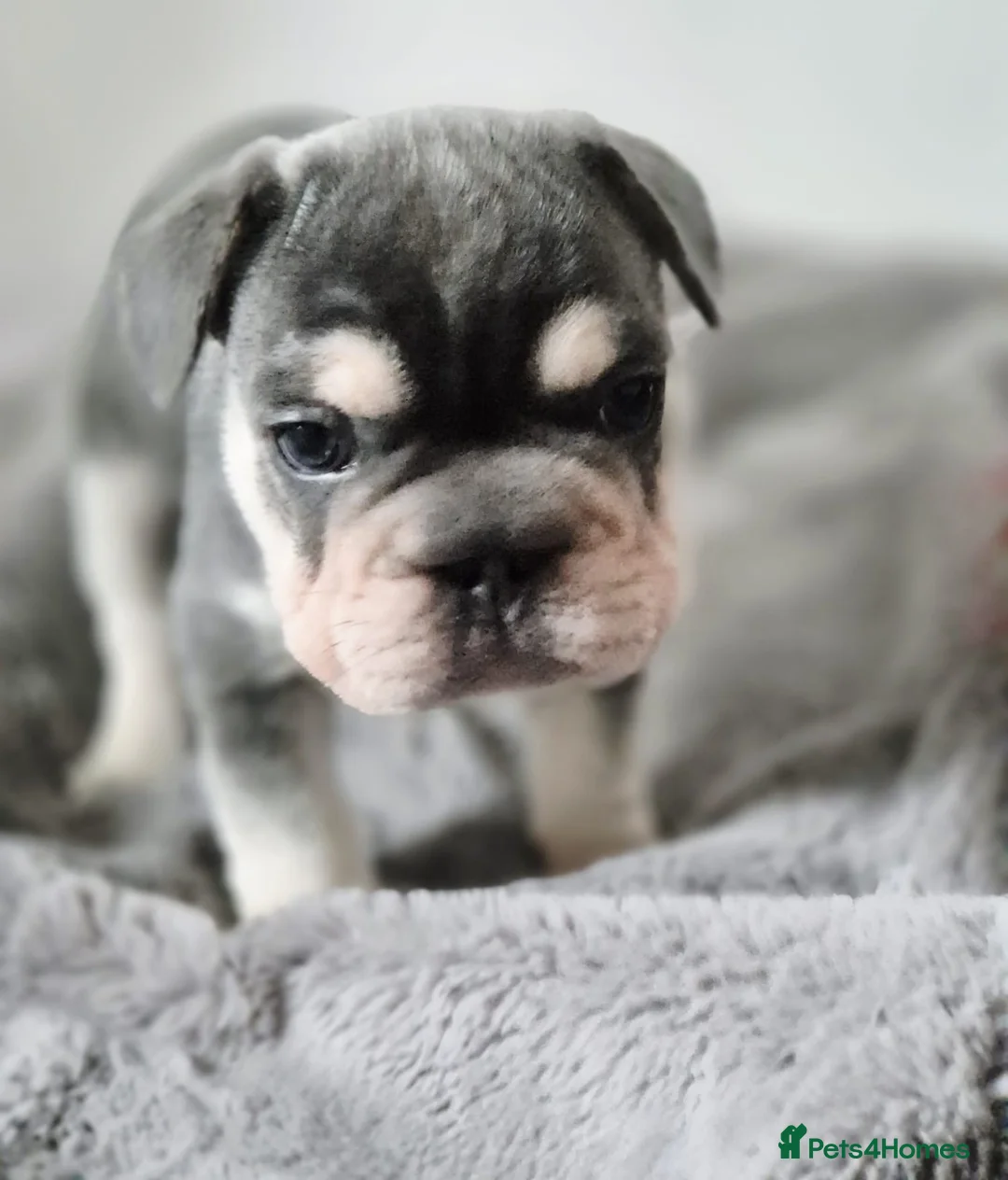 French Bulldog dogs for sale: French bulldogs  - Advert 3