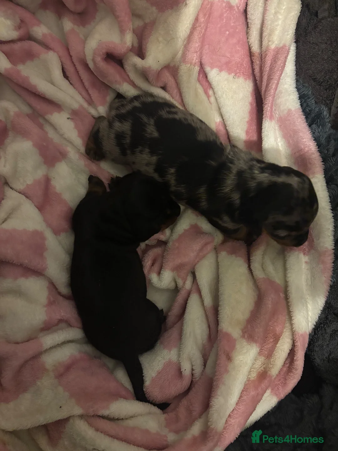 Miniature Dachshund dogs for sale: Little boy and little girl available  in Cheltenham - Advert 2