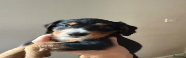 Cocker Spaniel 1