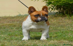 French Bulldog dogs for sale: Perfect sweet boy looking for new home  - Image 16