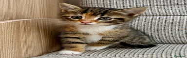 British Shorthair Kitten 4