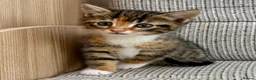 British Shorthair cats for sale: British Shorthair kittens. - Advert 33