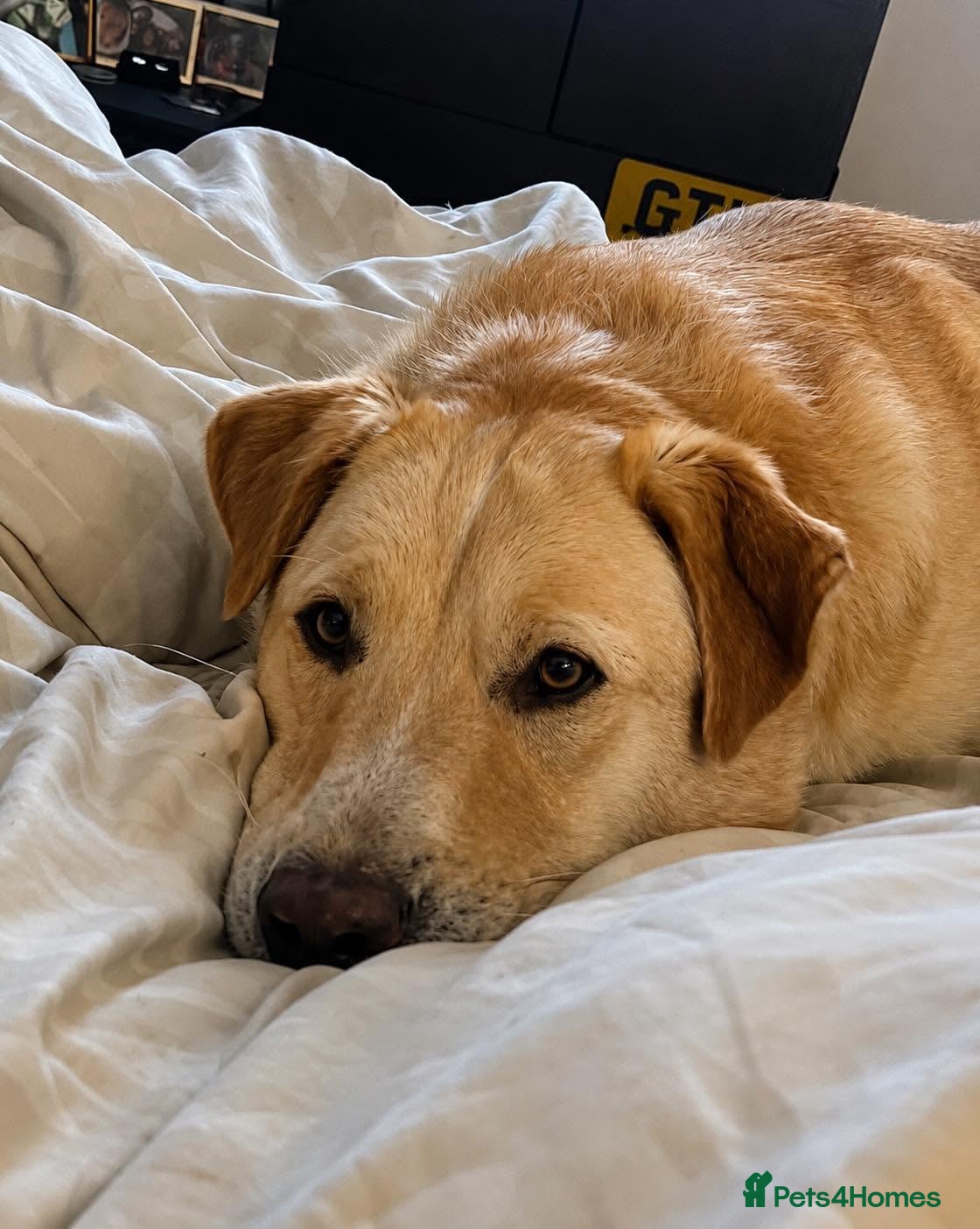 Mixed Breed dogs for adoption:  Finn – 3-Year-Old, Gentle Giant, Boy in Newport Pagnell - Advert 4