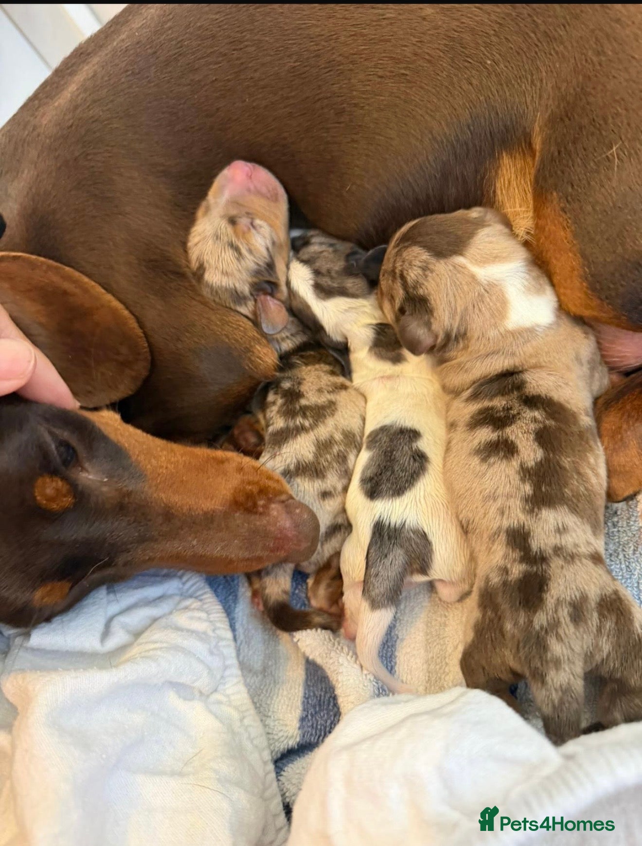 Miniature Dachshund dogs for sale: Miniature dachshund puppies - Advert 1