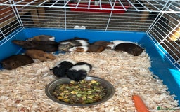 Guinea Pig rodents for sale: Young guinea pigs for sale  - Image 1