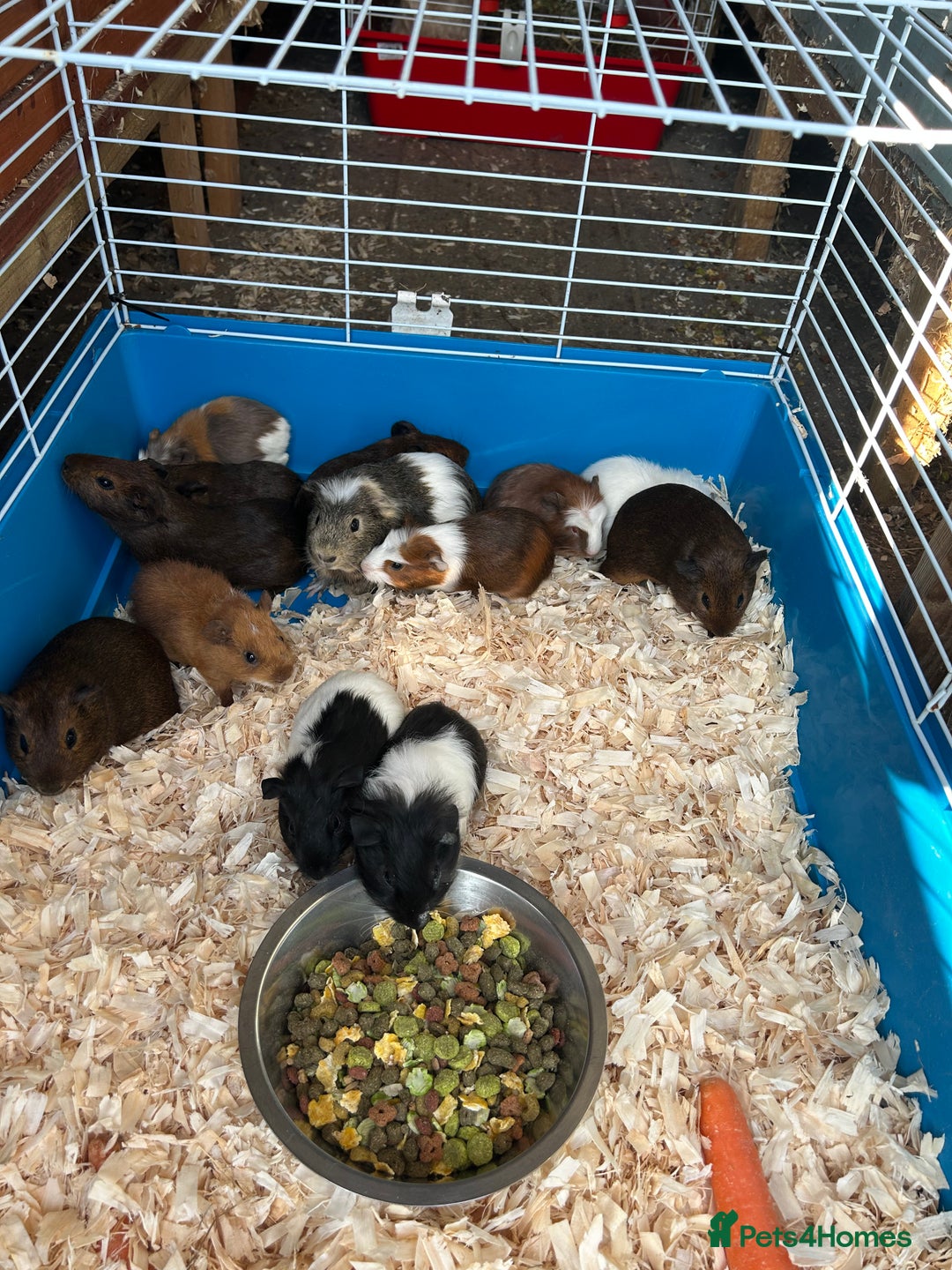 Guinea Pig rodents for sale: Young guinea pigs for sale  - Image 1