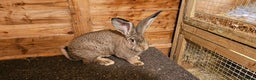 Continental Giant rabbits for sale: Continental giants - Advert 2