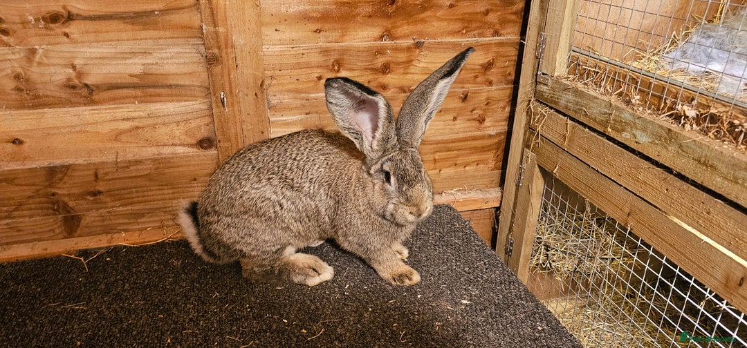 Continental Giant rabbits for sale: Continental giants - Advert 2
