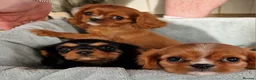 Cavalier King Charles Spaniel dogs for sale: Beautiful CKCS babies  - Advert 8