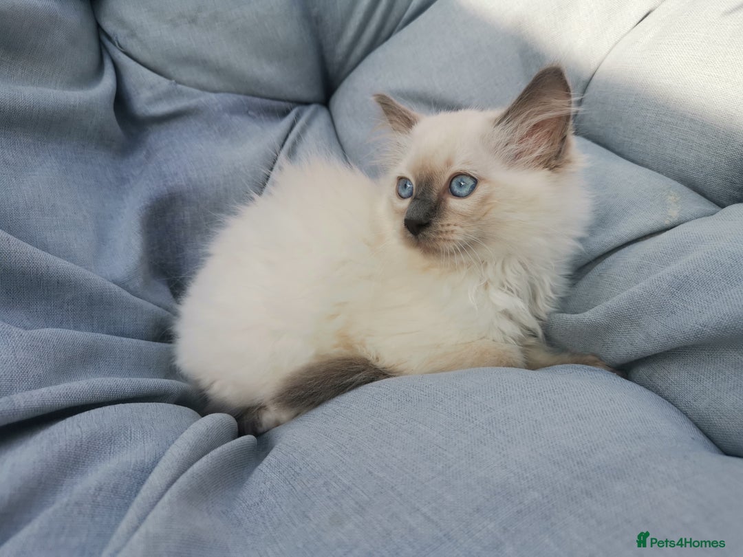 Ragdoll cats for sale: 2 left Pure Health tested huge ragdoll kittens  - Image 7