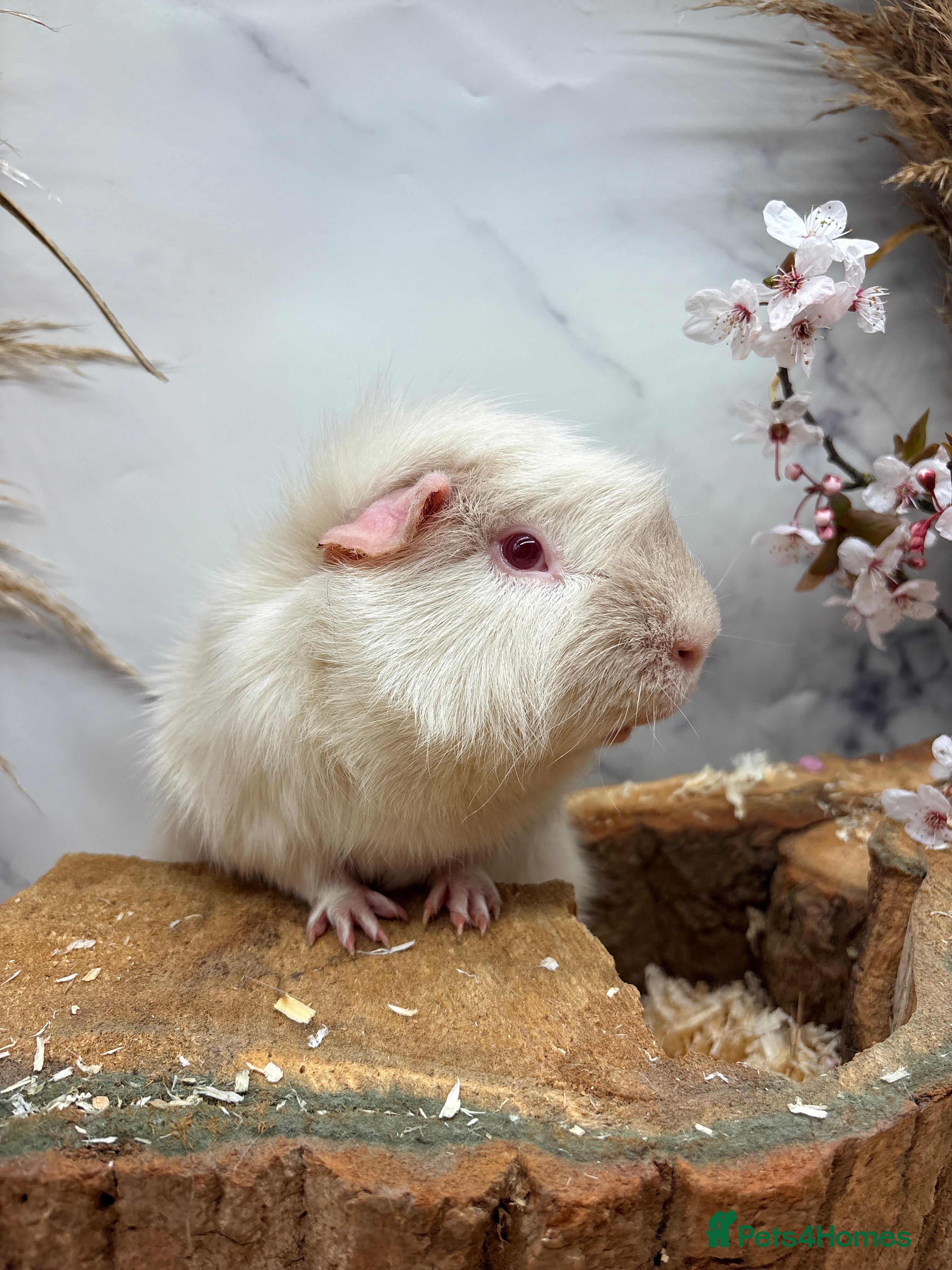 Guinea Pig rodents Bonded boys available 🩵 - Advert 1