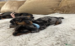 Dachshund dogs for sale: Beautiful silver dapple mini dachshund puppies! 🐾 - Image 15