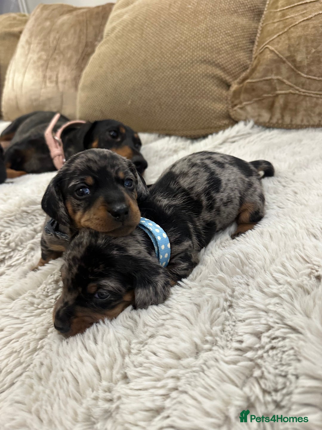 Dachshund dogs for sale: Beautiful silver dapple mini dachshund puppies! 🐾 - Image 15