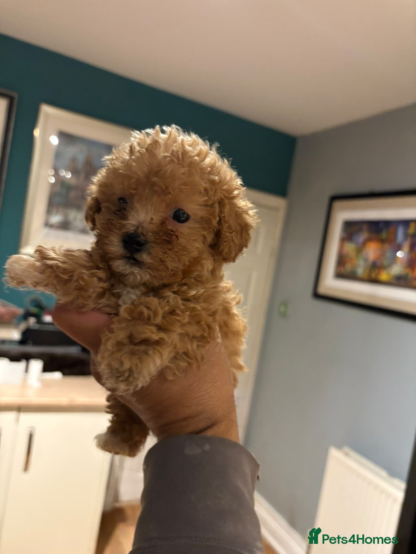 Poochon dogs for sale: Homebred poochons . Ready now  - Advert 2