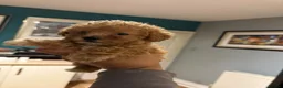 Poochon dogs for sale: Homebred poochons . Ready now  - Advert 2