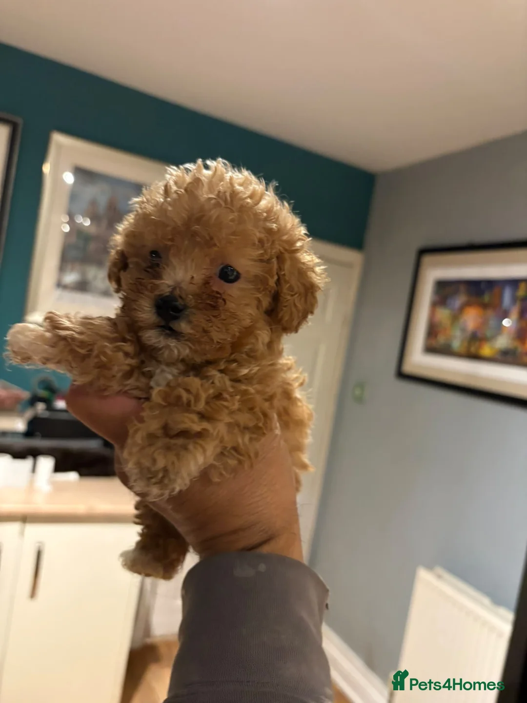 Poochon dogs for sale: Homebred poochons . Ready now  - Advert 2