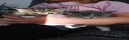 Maine Coon cats for sale: Beautiful cross kittens  - Advert 12