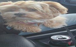 Maltese dogs for sale: Maltipoo Gorgeous Girl  - Image 16