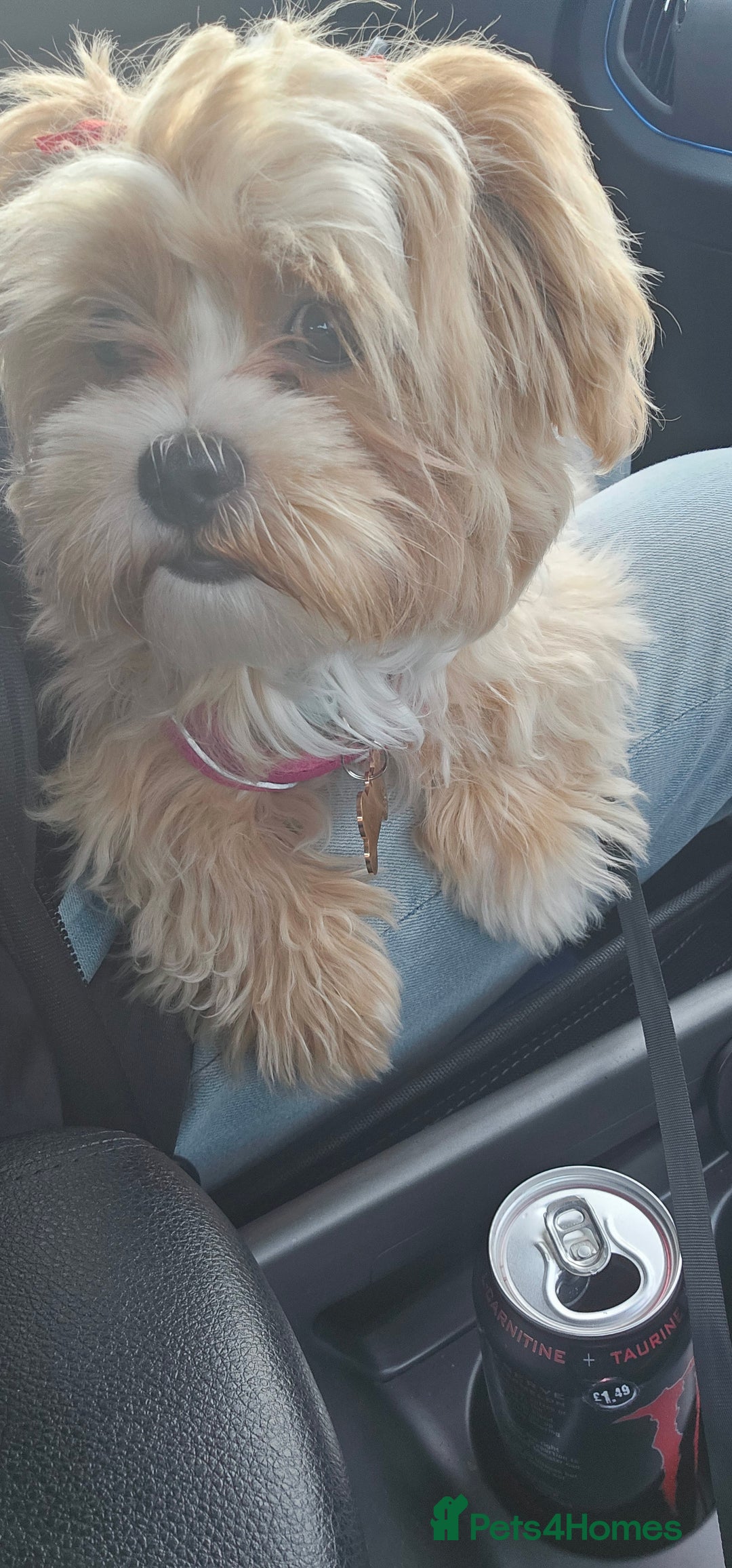 Maltese dogs for sale: Maltipoo Gorgeous Girl  - Image 16