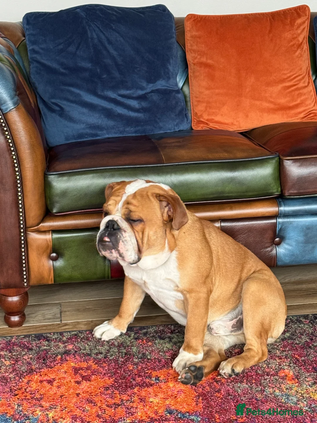 English Bulldog dogs for stud: Stud Dog  - Advert 1