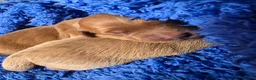 Golden Retriever dogs for sale: *FOX RED KC REG GOLDEN RETRIEVER PUPS FOR SALE* - Advert 4