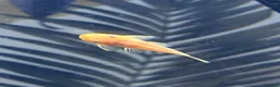 Plecos fish for sale: Super Red Bristlenose Pleco - Advert 3