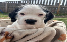 Mixed Breed dogs for sale: long haired Boxapoints - Image 15