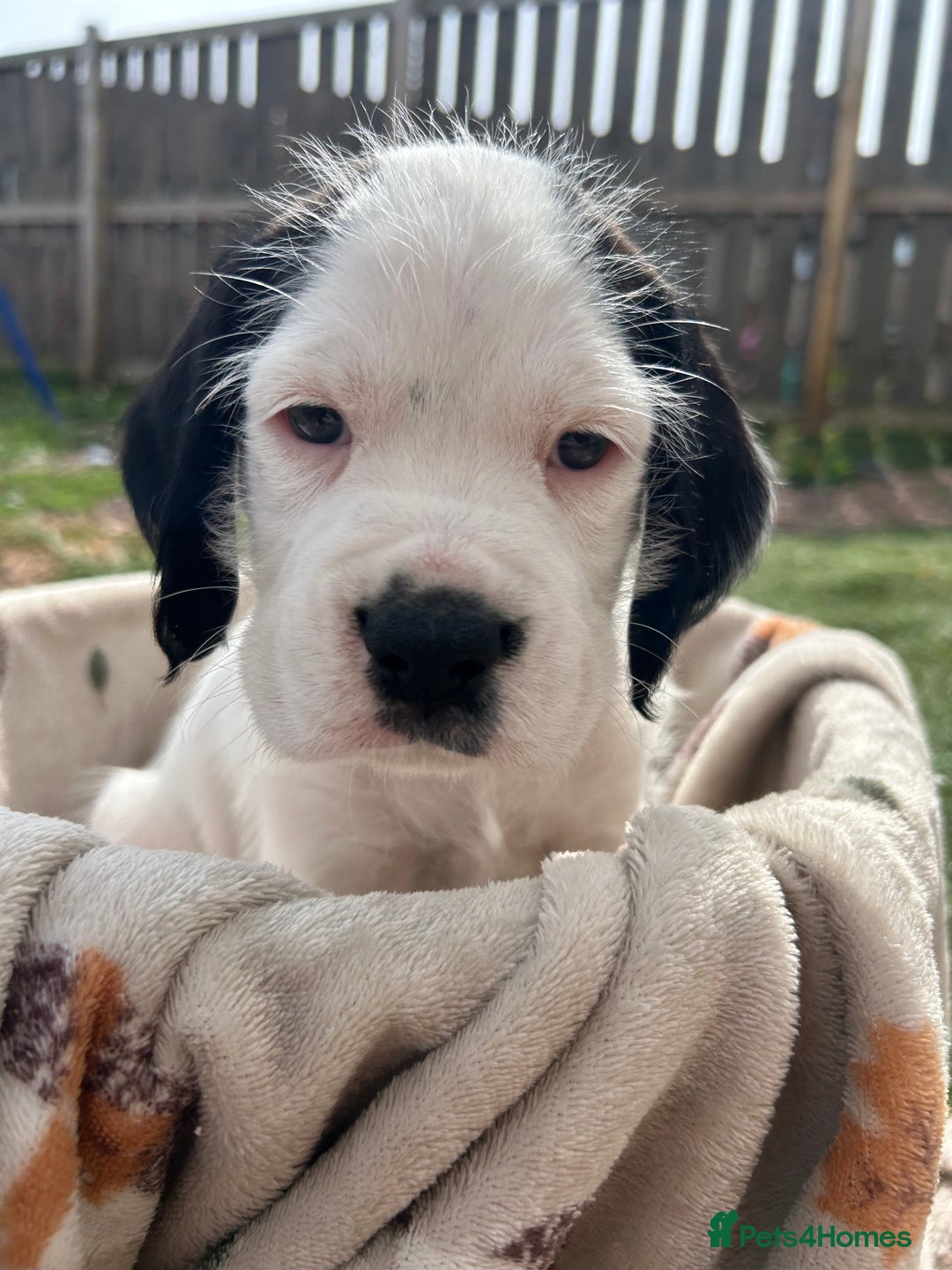 Mixed Breed dogs for sale: long haired Boxapoints - Image 15
