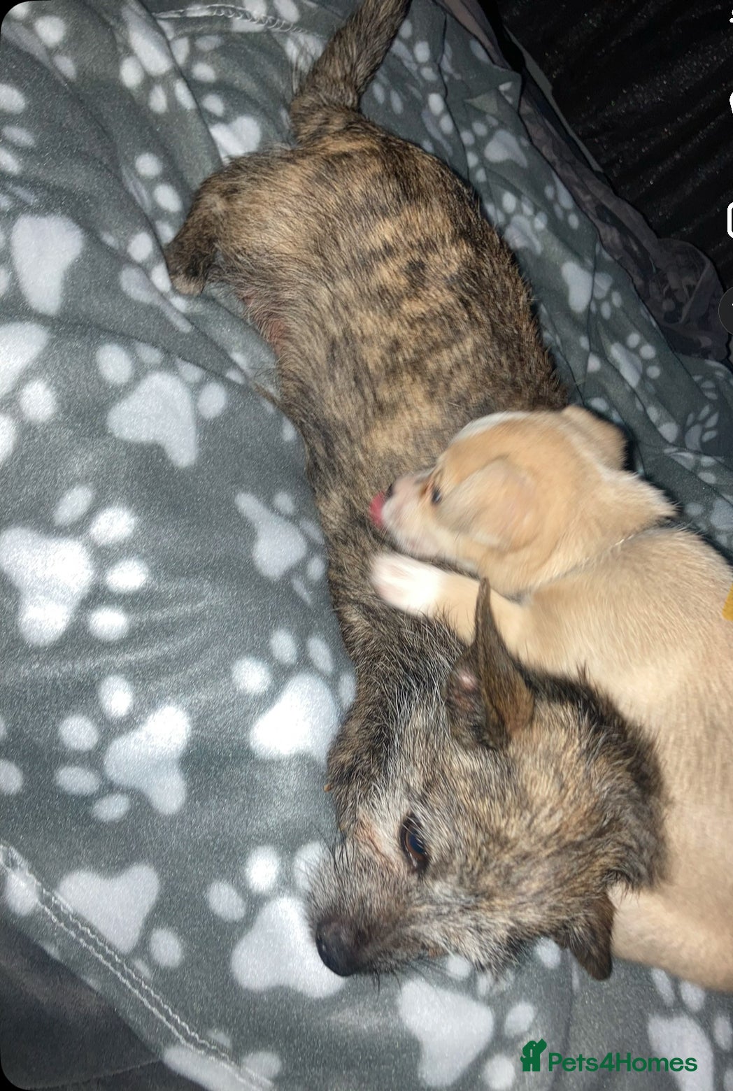 Chihuahua dogs Chihuahua pups looking for new home   - Advert 13