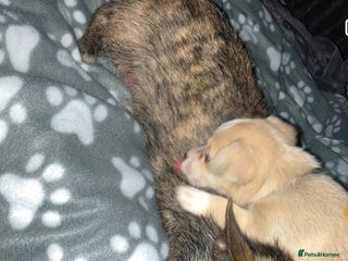 Chihuahua dogs Chihuahua pups looking for new home - Advert 6