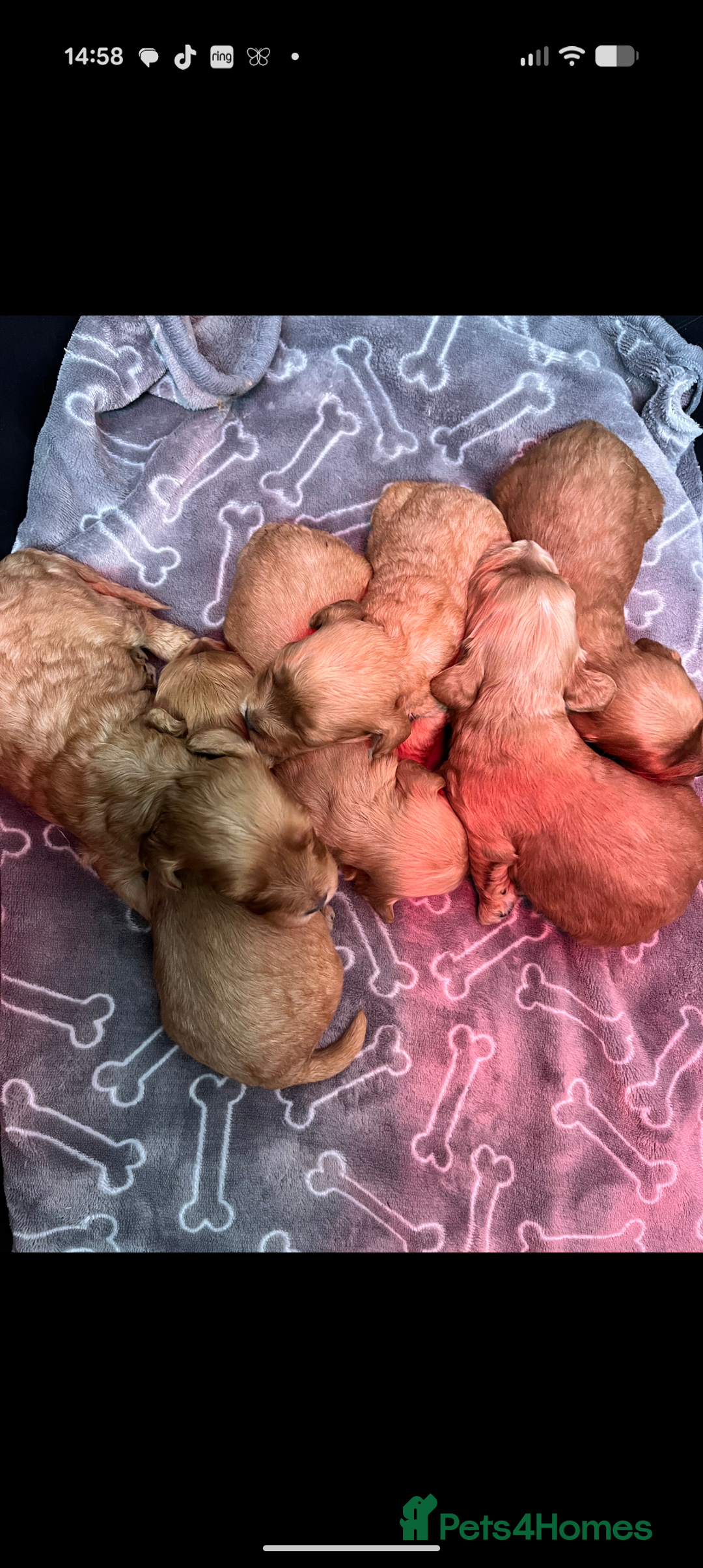 Maltipoo dogs for sale: Wait List Open - Toy Maltipoo Puppies  - Advert 3