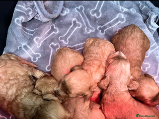 Maltipoo dogs Wait List Open - Toy Maltipoo Puppies - Advert 8