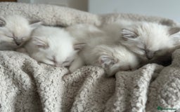 Ragdoll cats for sale: Gorgeous Balls Of Fluff 🥰😻🤗 - Image 33