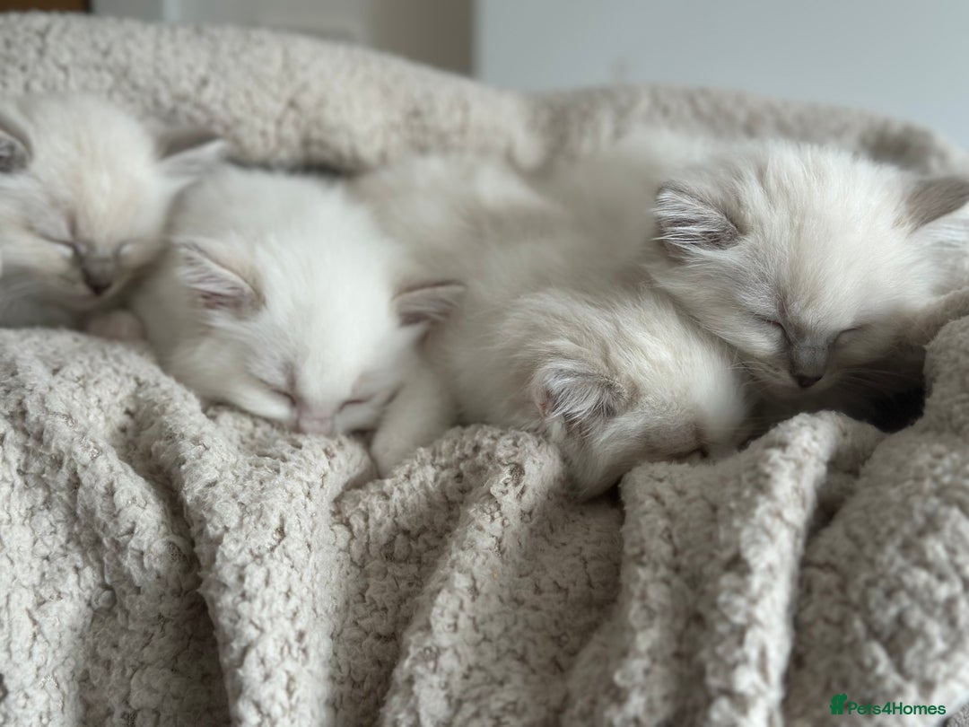 Ragdoll cats for sale: Gorgeous Balls Of Fluff 🥰😻🤗 - Image 33