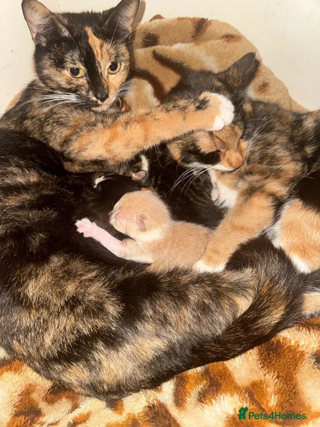 British Shorthair cats for sale: Adorable Tabby & Calico Kittens Ready Soon 🐾 - Advert 1
