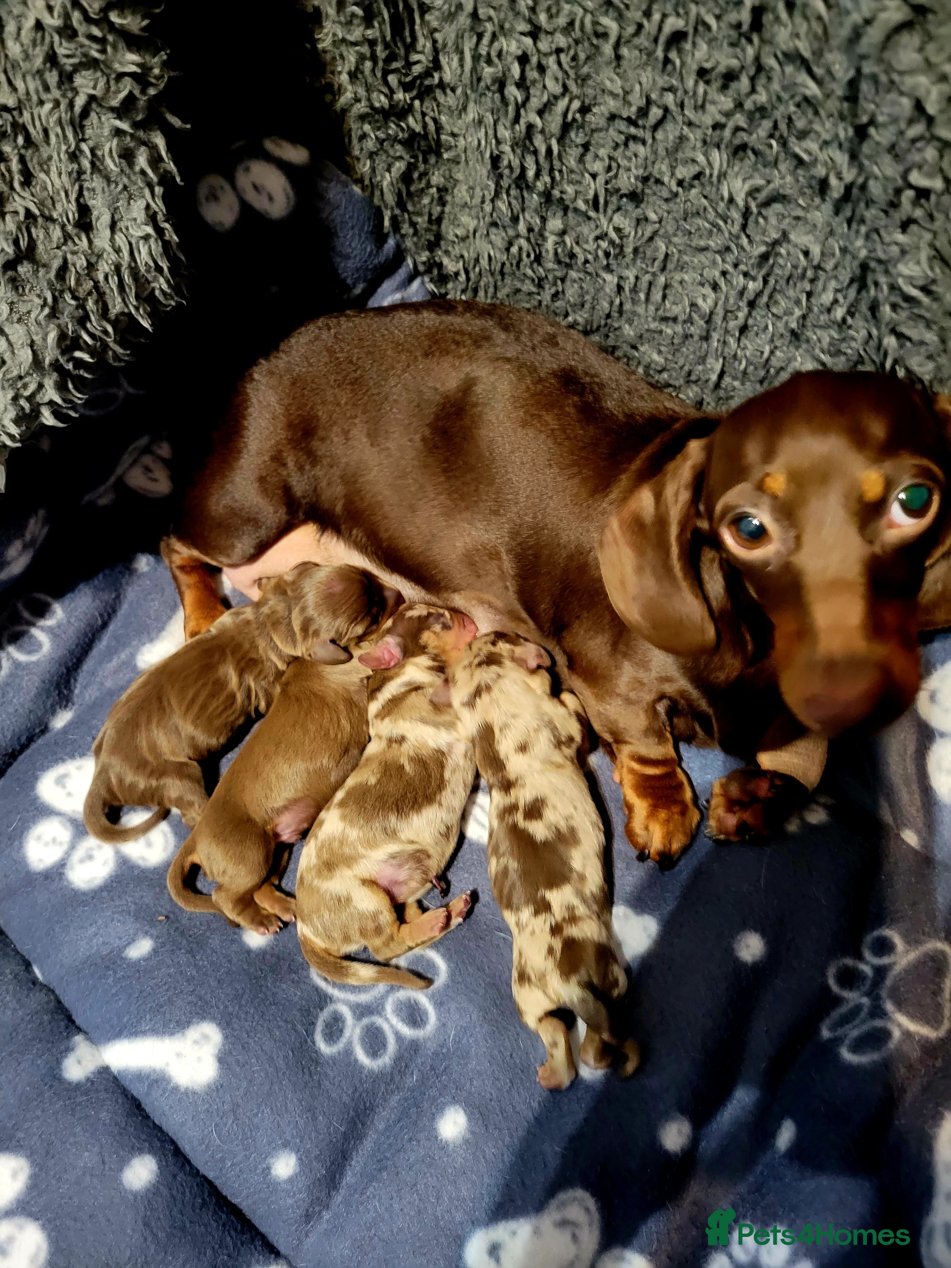 Miniature Dachshund dogs Kc Miniature  Dachshund  - Advert 1