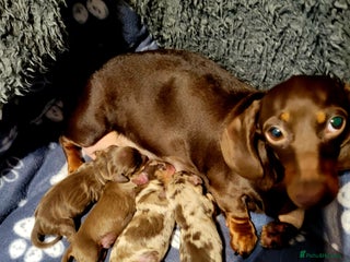 Miniature Dachshund dogs Kc Miniature Dachshund - Advert 1