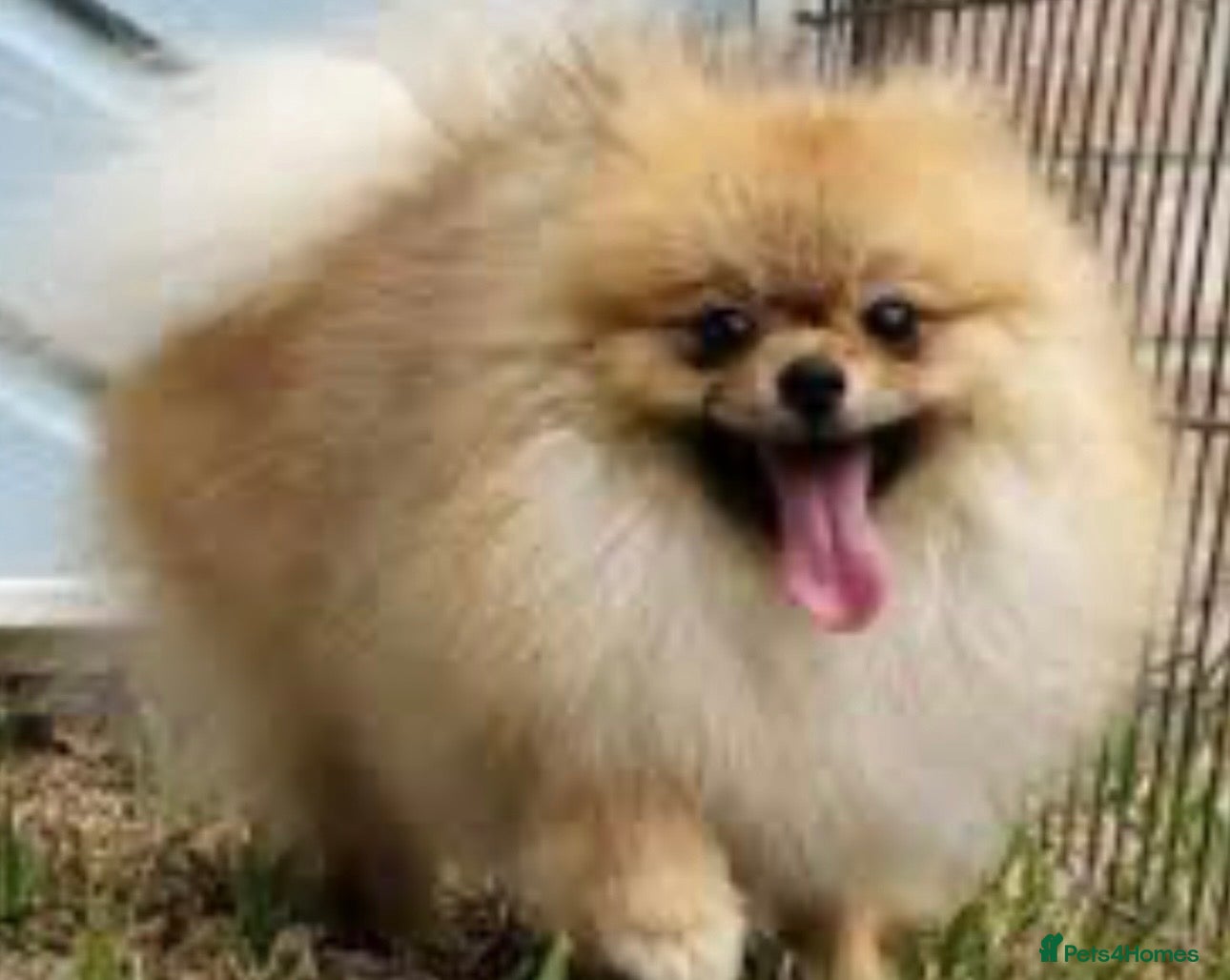 Pomeranian dogs for sale: Russian/Taiwan Pomeranian puppies in Wolverhampton - Advert 11