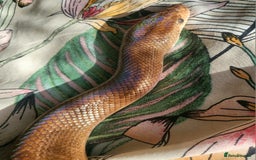 Boa Snake reptiles for sale: Male Colombian Rainbow Boa - Image 2